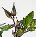 (MHNT) Geranium robertianum - buds.jpg