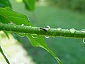 Ant on tree.jpg