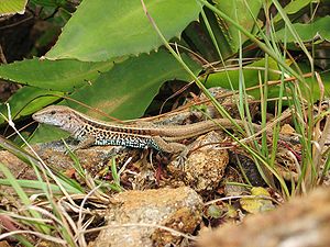 A lizard near Santa Fé (Veraguas Province), Panamá