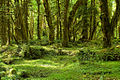 Maple Glade Trail, Olympic National Park.jpg