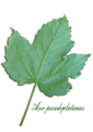 Acer pseudoplatanus scanned leaf1.png