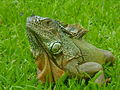 Iguana grass in Mexico.JPG