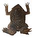 Surinam toad (DFdB).jpg