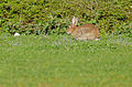 European Rabbit (Oryctolagus cuniculus) (17037712408).jpg
