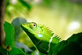 Green lizard kerala.jpeg