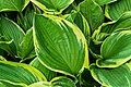 Hosta two-tone 3.jpg