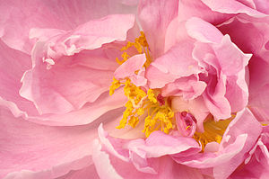 Paeonia Detail SK.jpg