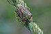 Carpocoris purpureipennis LT.jpg