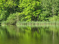 Naturpark Aukrug Schleswig-Holstein Germany Spiegelung im See.jpg