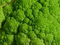 Broccoflower closeup.jpg