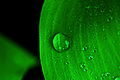 Free Water Drop on Green Leaf Creative Commons (5632099825).jpg