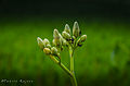 An ordinary flower bud.jpg