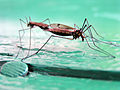 Coupling mosquitos by Igors Jefimovs.jpg