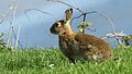 Rabbit (Oryctolagus cuniculus) (1).jpg