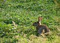 European rabbit J2.jpg