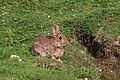 Rabbit (Oryctolagus cuniculus) Aston Upthorpe.jpg