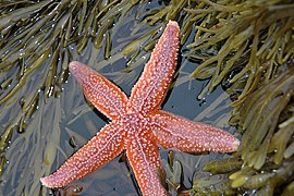 Sea Star in Acadia National Park