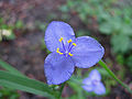Spiderwort (Tradescantia obiensis)