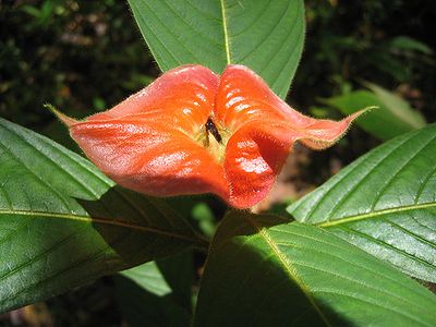 A flower with a rather sensual appearance at the inland track in Parque Nacional Corcovado, Costa Rica