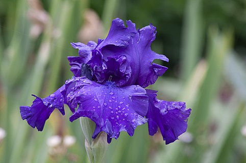 Tall Bearded Iris (Iris 'Emperor's Delight') at Jardin des Plantes (Paris)