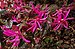 (MHNT) Loropetalum chinense f. rubrum - blossom.jpg