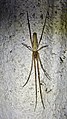 Slender spider on the wall - 2.jpg