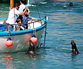 Seals at Newquay