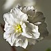 (MHNT) Spiraea cantoniensis f plena - Flower.jpg
