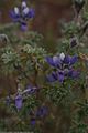 Lupinus pubescens