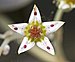 (MHNT) Graptopetalum paraguayense Flower.jpg