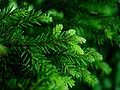 Picea orientalis foliage Bakuriani.jpg