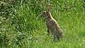Rabbit (Oryctolagus cuniculus) (4).jpg