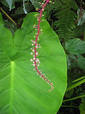 Near Orosí, Costa Rica