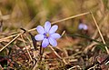 April-Blume im Wald Meiningen Dreißigacker 2015-04-10 HBP.jpg
