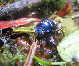 A shiny blue beetle on the ground near Santa Elena, Costa Rica