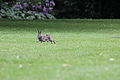 Rabbit, Oryctolagus cuniculus, in the Volkspark, Enschede.JPG