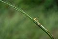 Calotes basking on a grass.jpg