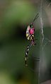 Spider Nephila clavata 0911.jpg