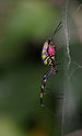 Spider Nephila clavata 0911.jpg