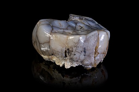 Tooth of Australopithecus africanus