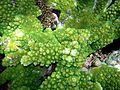 Green corals.jpg