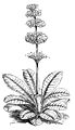 Primula imperialis, The Malay Archipelago