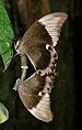 Papilio ulysses (Linnaeus, 1758).jpg