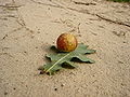 Gall on oak leaf 2.jpg