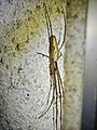 Slender spider on the wall - 1.jpg