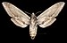 Sphinx drupiferarum MHNT CUT 2010 0 478 Delaware, Ontario - female ventral.jpg