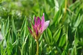 Trifolium Alpinum - Alpine Flora.jpg