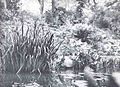 FMIB 34748 Another Portion of the -Larger Pond in the University of Pennsylvania Botanical Garden- Illustrating the Characer of the Shore.jpeg