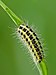 Zygaena lonicerae caterpillar.jpg