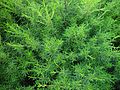 Bushy green background.jpg